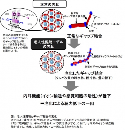 図：　老人性難聴とギャップ結合の変化