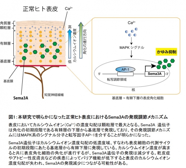 図1：本研究で明らかになった正常ヒト表皮におけるSema3Aの発現調節メカニズム