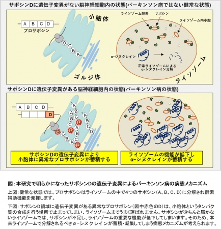 図：本研究で明らかになったサポシンDの遺伝子変異によるパーキンソン病の病態メカニズム