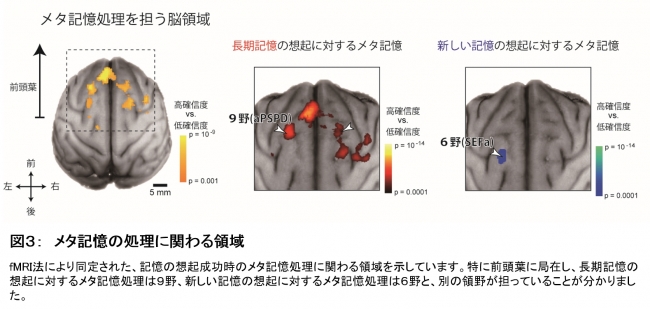 図３：　メタ記憶の処理に関わる領域