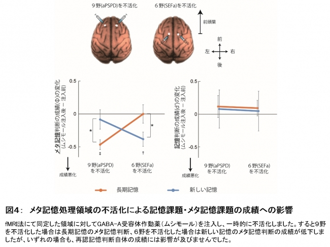 図４：　メタ記憶処理領域の不活化による記憶課題・メタ記憶課題の成績への影響