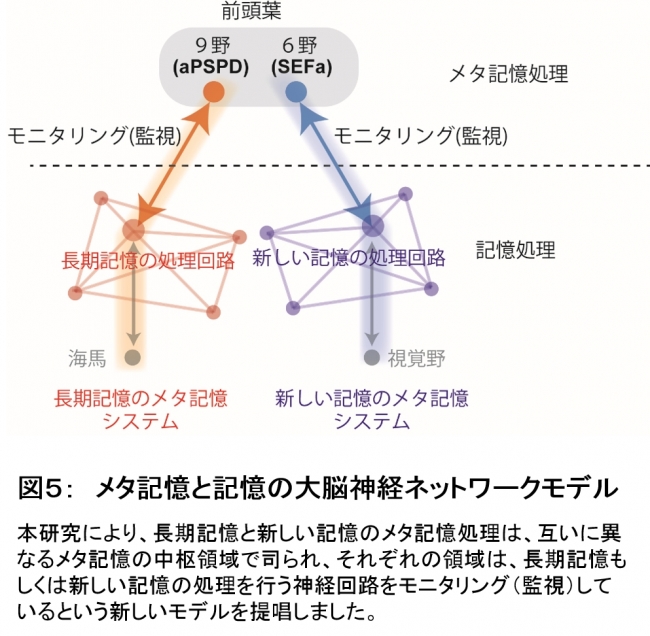 図５：　メタ記憶と記憶の大脳神経ネットワークモデル