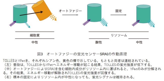 図3　オートファジーの蛍光センサーSRAIの作動原理