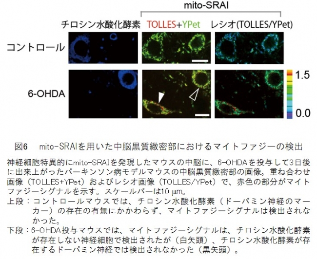 図6　 mito-SRAIを用いた中脳黒質緻密部におけるマイトファジーの検出