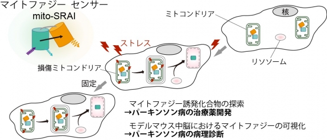 マイトファジー蛍光センサーにより、パーキンソン病の治療薬や病理診断の開発が可能に！