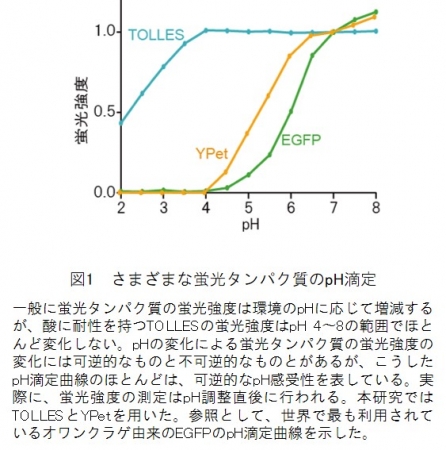 図1　さまざまな蛍光タンパク質のpH滴定