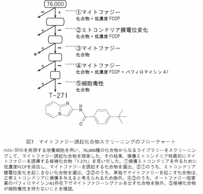 図7　マイトファジー誘起化合物スクリーニングのフローチャート