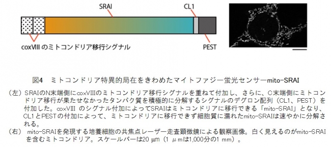 図4　ミトコンドリア特異的局在をきわめたマイトファジー蛍光センサーmito-SRAI