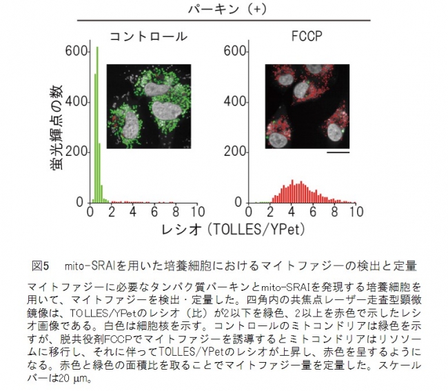 図5　 mito-SRAIを用いた培養細胞におけるマイトファジーの検出と定量