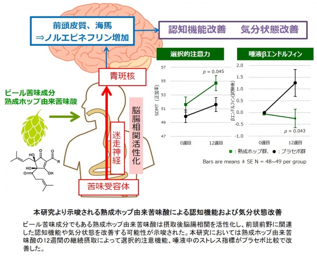 本研究より示唆される熟成ホップ由来苦味酸による認知機能および気分状態改善