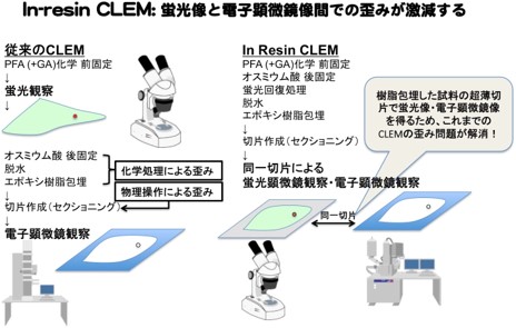 図1：In-resin CLEMにより、蛍光像と電子顕微鏡像での歪みが激減する