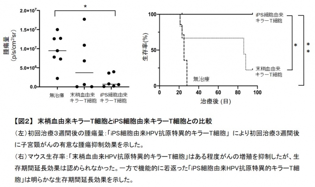 【図２】　末梢血由来キラーT細胞とiPS細胞由来キラーT細胞との比較　