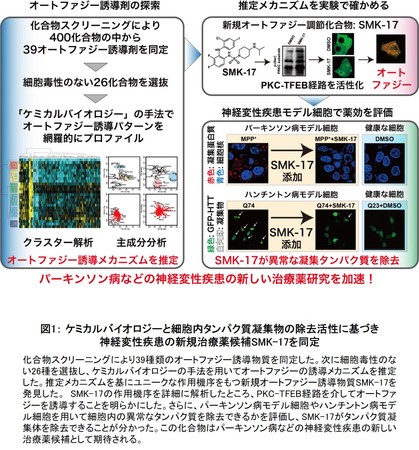 図1： ケミカルバイオロジーと細胞内タンパク質凝集物の除去活性に基づき神経変性疾患の新規治療薬候補SMK-17を同定