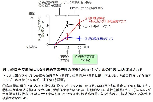 図1．経口免疫療法による持続的不応答性の獲得はNotchシグナルの阻害により阻止される