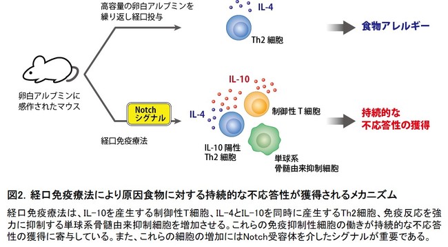 図2．経口免疫療法により原因食物に対する持続的な不応答性が獲得されるメカニズム