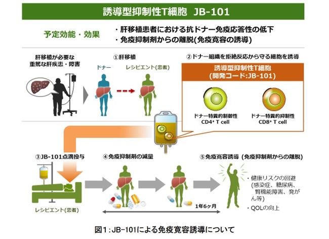 図１：JB-101による免疫寛容誘導について