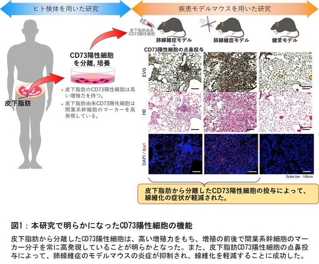 図1：本研究で明らかになったCD73陽性細胞の機能