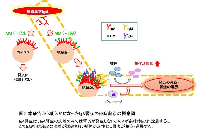 図2：本研究から明らかになったIgA腎症の炎症起点の概念図