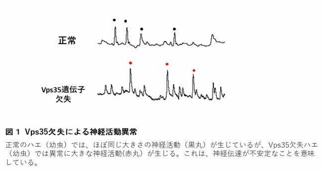 図１ Vps35欠失による神経活動異常