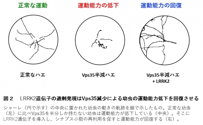 図２　 LRRK2遺伝子の過剰発現はVps35減少による幼虫の運動能力低下を回復させる