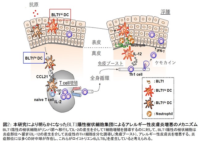 図2： 本研究により明らかになったBLT1陽性樹状細胞集団によるアレルギー性皮膚炎増悪のメカニズム