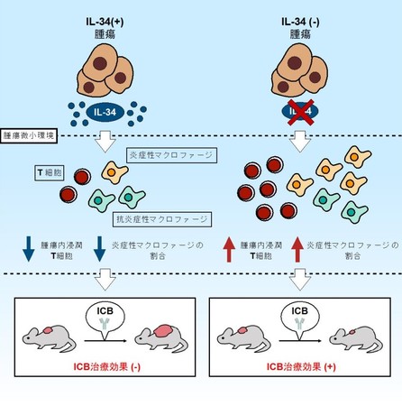 図．IL-34を基軸としたICB抵抗性獲得メカニズム