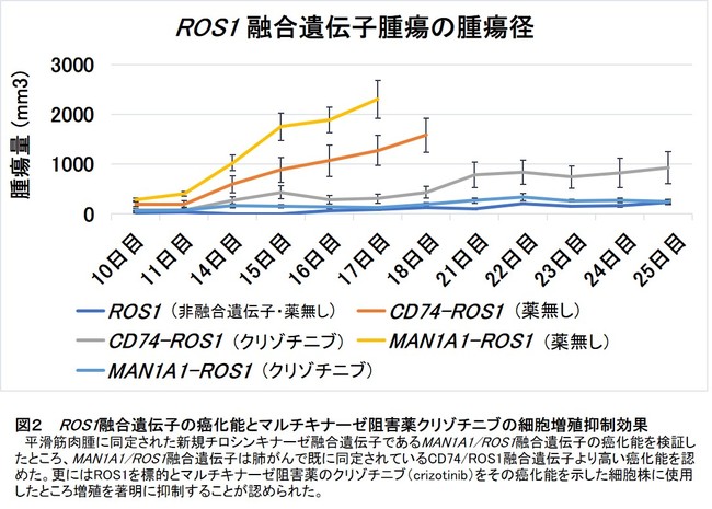 図２　 ROS1融合遺伝子の癌化能とマルチキナーゼ阻害薬クリゾチニブの細胞増殖抑制効果