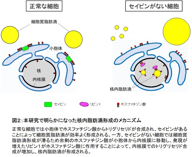 図２：本研究で明らかになった核内脂肪滴形成のメカニズム