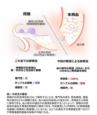 図1：本研究の概要