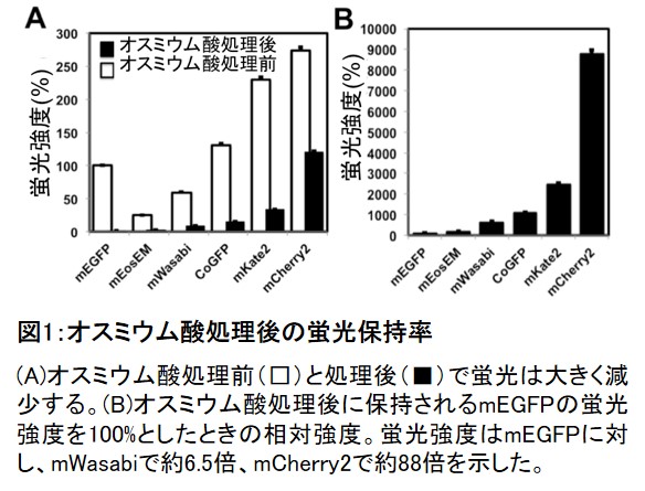 【図1】オスミウム酸処理後の蛍光保持率