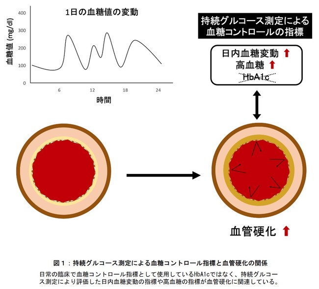 図１：持続グルコース測定による血糖コントロール指標と血管硬化の関係