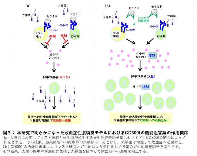 図３： 本研究で明らかになった敗血症性腹膜炎モデルにおけるCD300fの機能阻害薬の作用機序