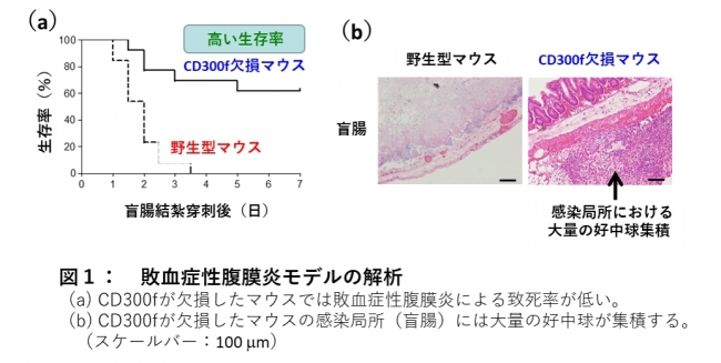 図１：　敗血症性腹膜炎モデルの解析