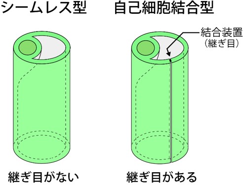 図２　糸球体内皮細胞は単独で血管のチューブを形成する