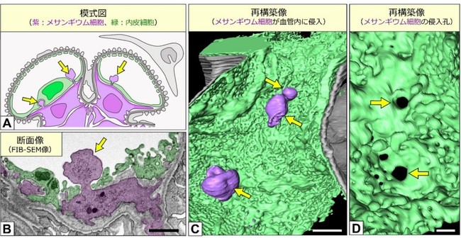 図４　メサンギウム細胞は内皮細胞を貫き血管内に突起を伸ばしている