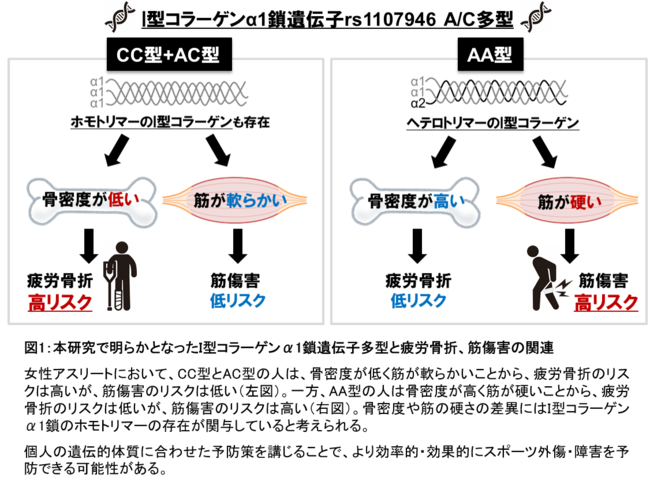 図1：本研究で明らかとなったI型コラーゲンα1鎖遺伝子多型と疲労骨折、筋傷害の関連