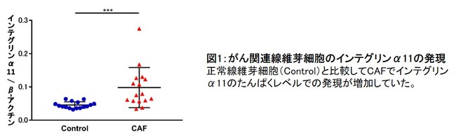 図1：がん関連線維芽細胞のインテグリンα11の発現