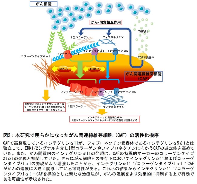 図2：本研究で明らかになったがん関連線維芽細胞（CAF）の活性化機序