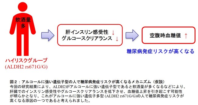 図２：アルコールに強い遺伝子型の人で糖尿病発症リスクが高くなるメカニズム（仮説）