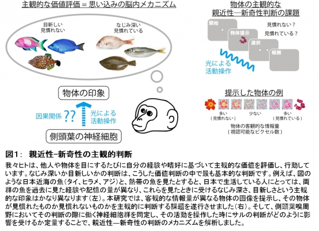 図１：　親近性-新奇性の主観的判断