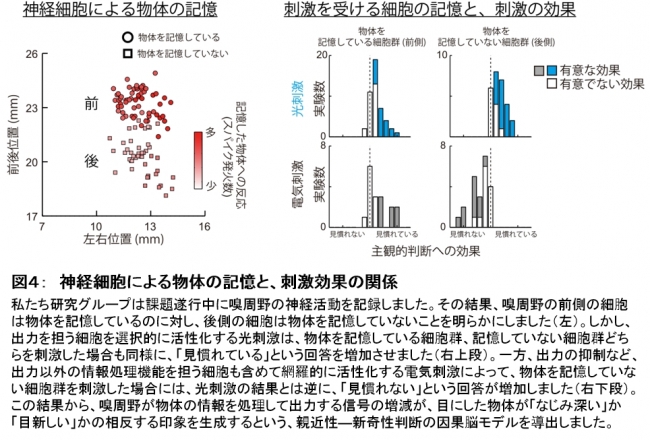 図４：　神経細胞による物体の記憶と、刺激効果の関係