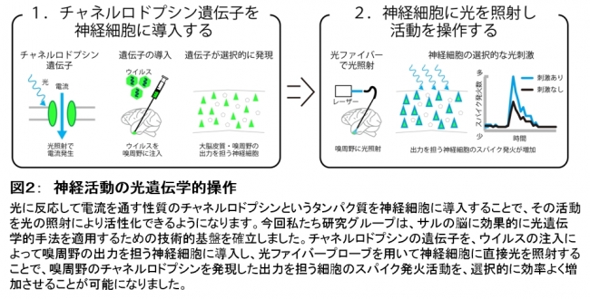 図２：　神経活動の光遺伝学的操作