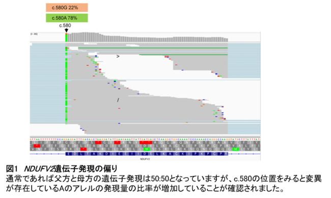 【図1】NDUFV2遺伝子発現の偏り