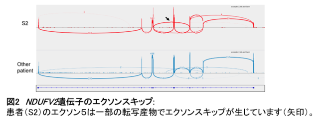 【図2】NDUFV2遺伝子のエクソンスキップ