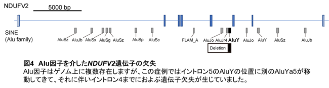 【図4】Alu因子を介したNDUFV2遺伝子の欠失