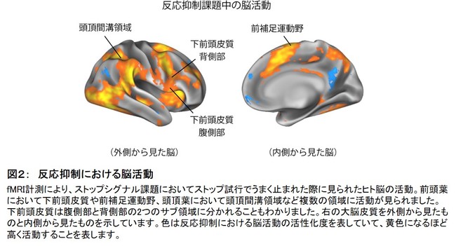 図２：　反応抑制における脳活動