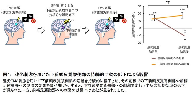 図4：　連発刺激を用いた下前頭皮質腹側部の持続的活動の低下による影響