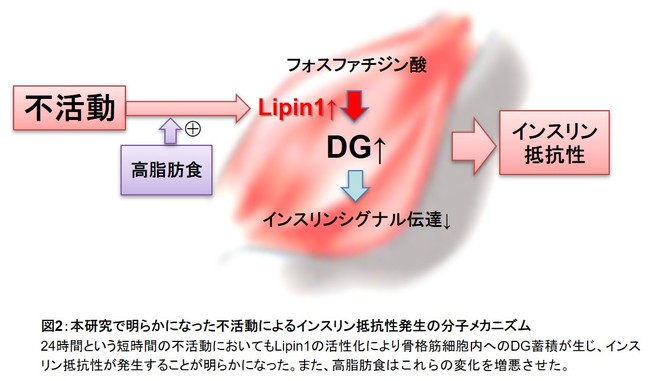 図2：本研究で明らかになった不活動によるインスリン抵抗性発生の分子メカニズム