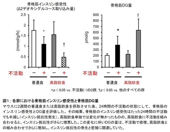 図１： 各群における骨格筋インスリン感受性と骨格筋DG量