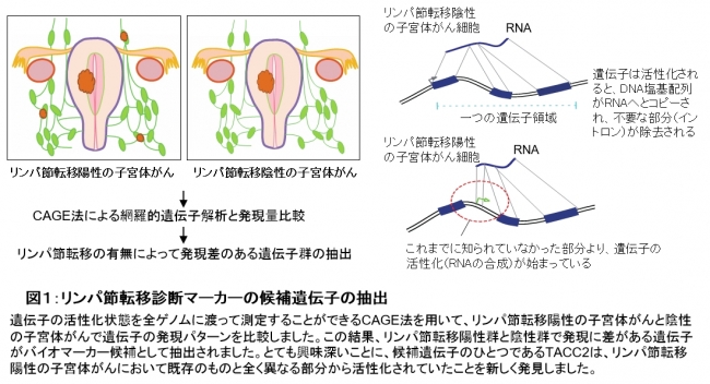 図１：リンパ節転移診断マーカーの候補遺伝子の抽出